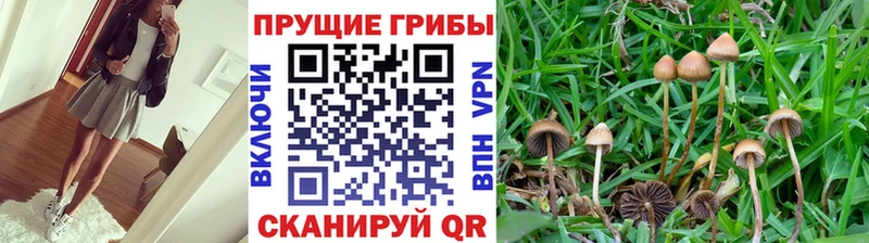 Псилоцибиновые грибы мухоморы  продажа наркотиков  Закаменск 